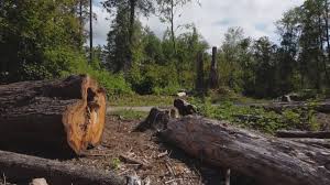 Best Tree Maintenance Programs  in Indian Hills, CO