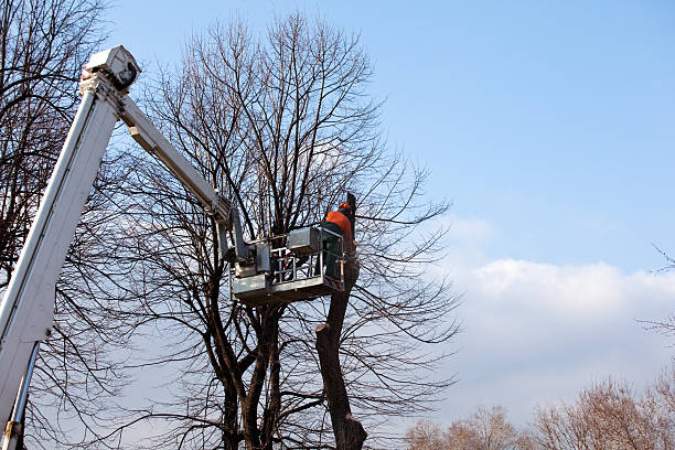 Best Root Management and Removal  in Indian Hills, CO
